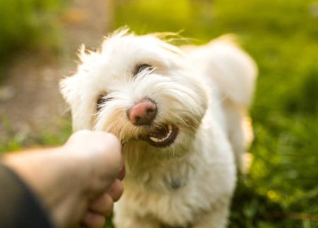 Tick treatment is vital for pet health